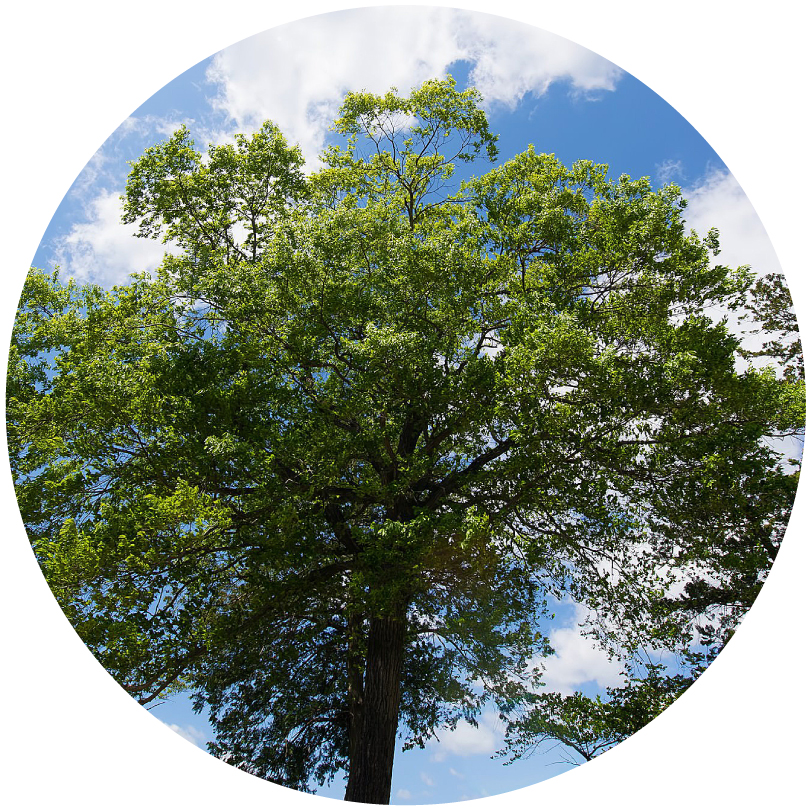 伸びすぎた枝のイメージ