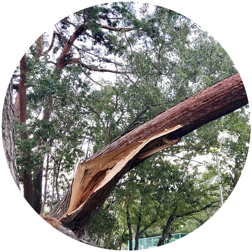 折れかかった危険木のイメージ