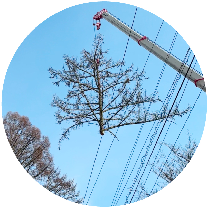 特殊伐採のイメージ