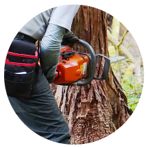 伐採・剪定価格のアイコン