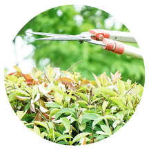 低木の剪定料金のアイコン