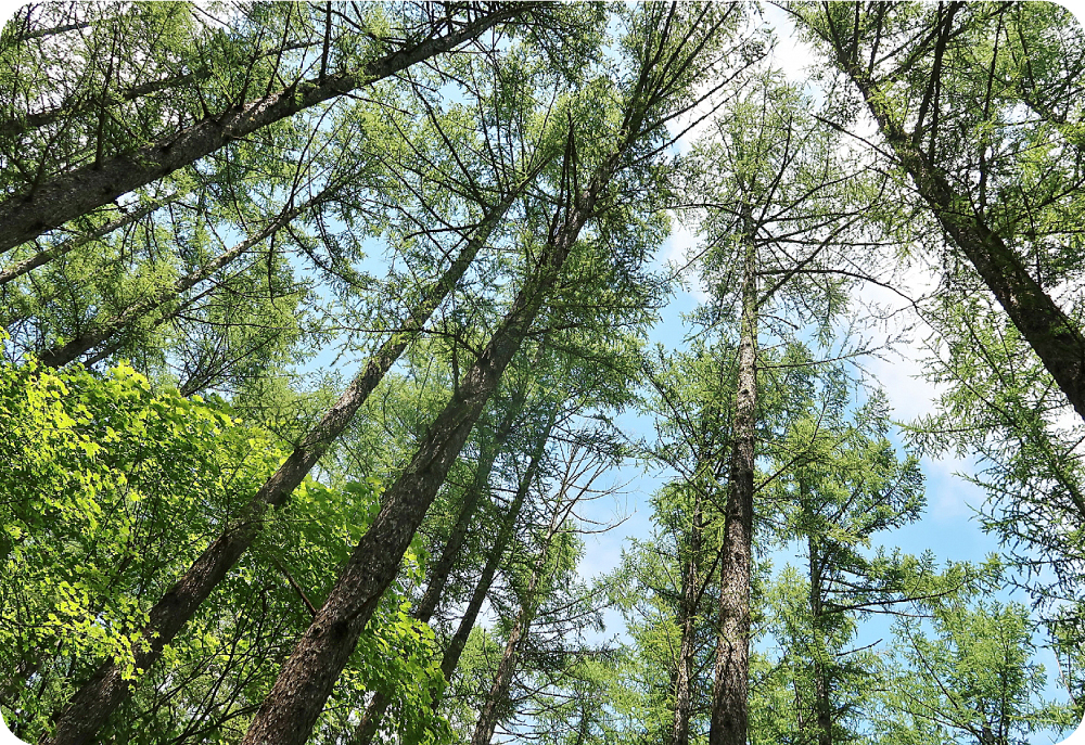 森林整備のイメージ