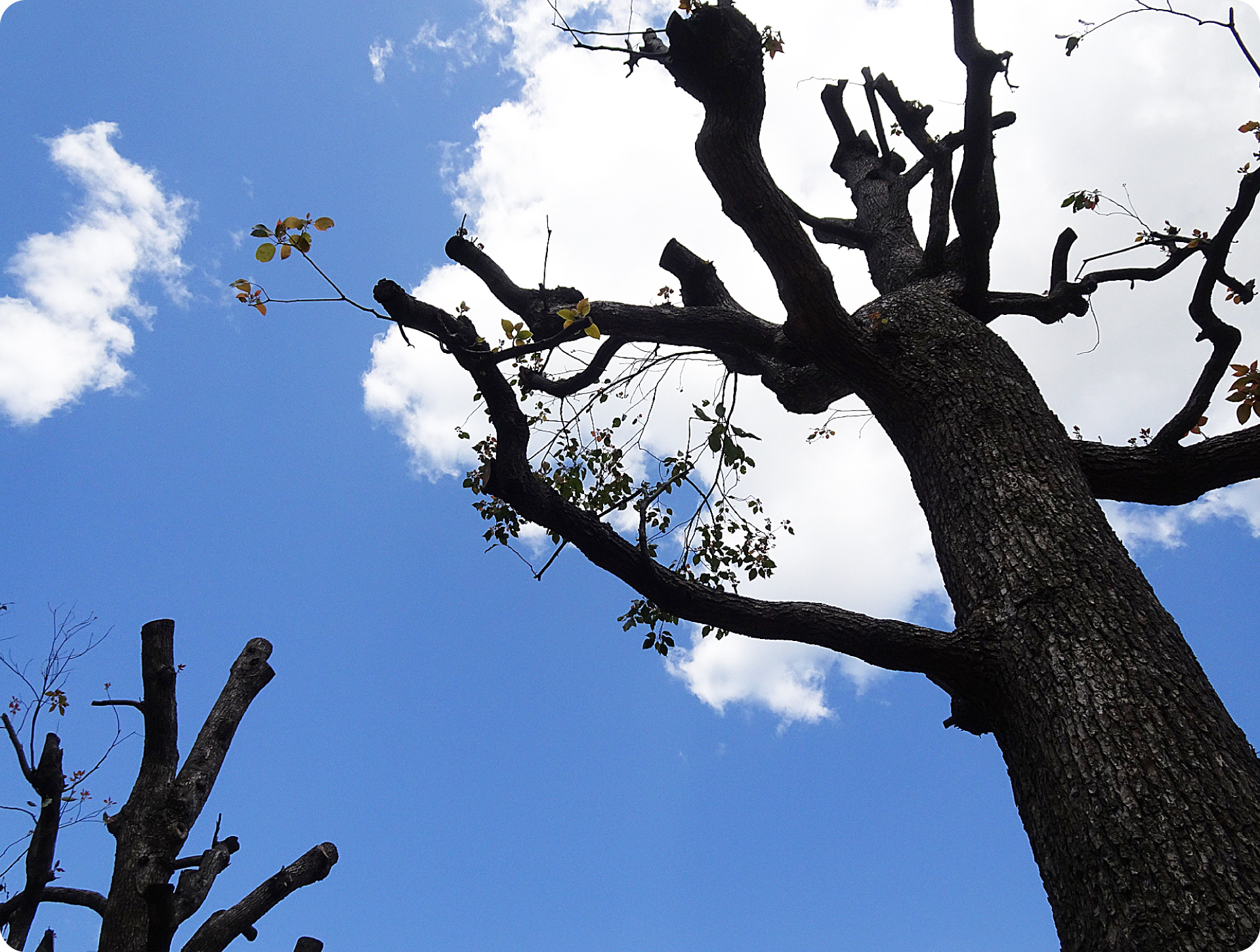 強剪定（きょうせんてい）のイメージ